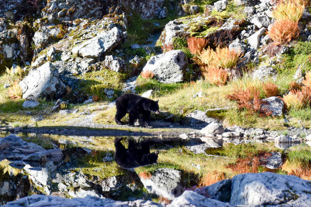 istock Black Bear on Mount Seymour, British Columbia 1011323482