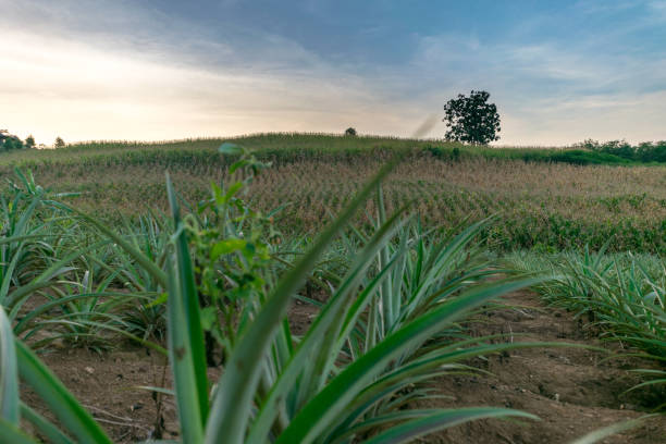 istock Young pineapple field in countryside,Thailand 1011323924