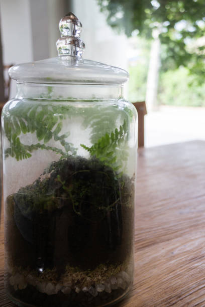 istock Plant in glass terrarium 1011326924