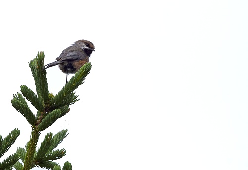 closeup of a Boreal Chickadee looking sideways perched top of a pine tree, white background