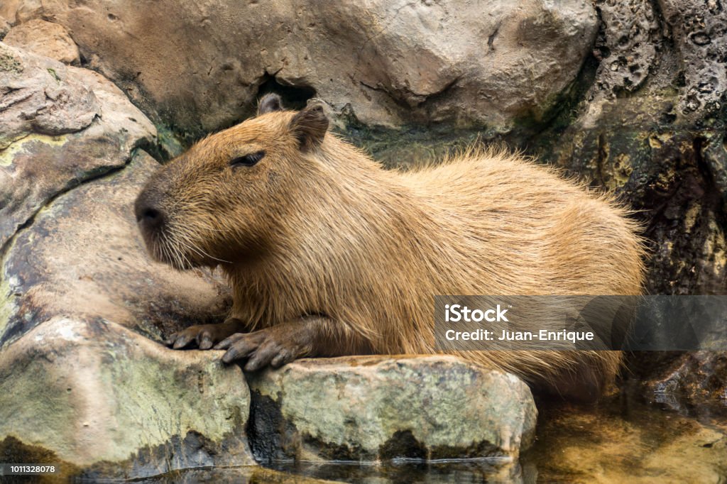 The Capybara Capibara Ronsoco Chigüire Or Chigüiro Is An Animal Of The  Family Of The Cavidos It Is The Largest Living Rodent And Weight In The  World Stock Photo - Download Image