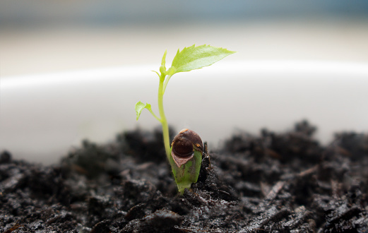 Horizontal photo of young Apple tree seedling 1 week after sprouting from the soil. Shallow depth of field.