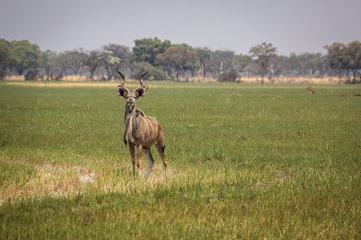 Land, Meadow, Africa, Botswana, Above