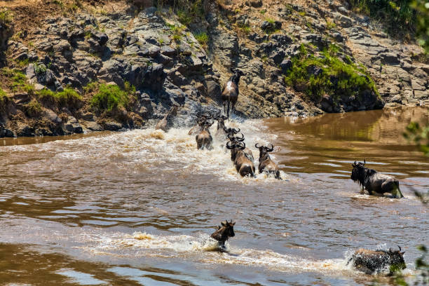 istock Great Wildebeest Migration in Kenya - running different ways 1011333132