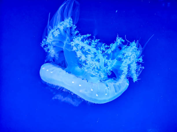 istock Beautiful  jellyfish glowing 1011334860