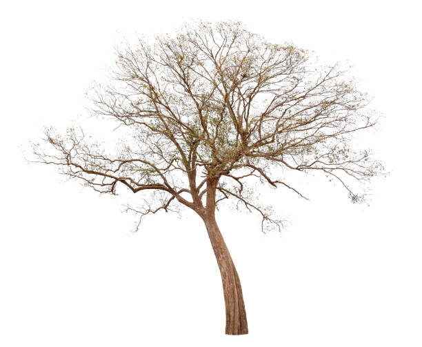 istock Single old big and dead tree dead isolated on white background. 1011337348