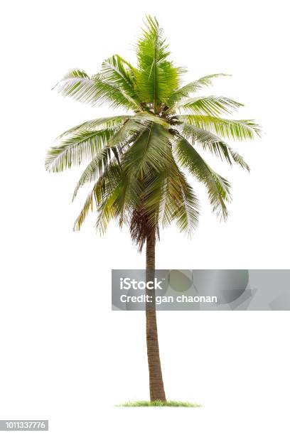 Isolated Big Coconut Tree On White Background Stock Photo - Download Image Now - Palm Tree, Cut Out, Group Of Objects