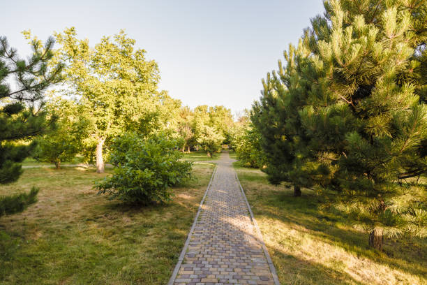 istock The Stone block walk path in the park with green grass background 1011337884