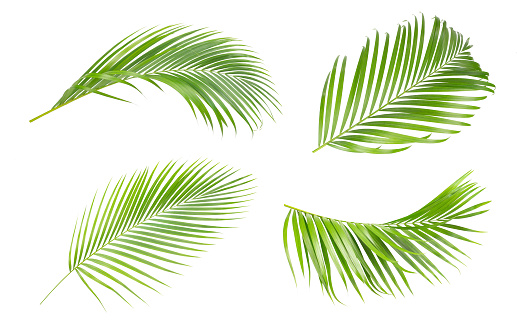 Hojas verdes de palmera aislada sobre fondo blanco. La colección de árboles verdes hojas de la palma photo