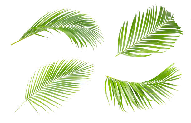 zielone liście palmy wyizolowane na białym tle. kolekcja drzew zielone liście palmy - palm leaf leaf palm tree frond zdjęcia i obrazy z banku zdjęć