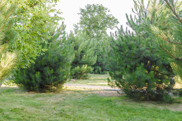 istock The Stone block walk path in the park with green grass background 1011338346
