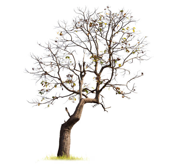 istock Single old big and dead tree dead isolated on white background. 1011338374