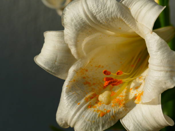 istock Lily, Kythnos island, Greece 1011338644