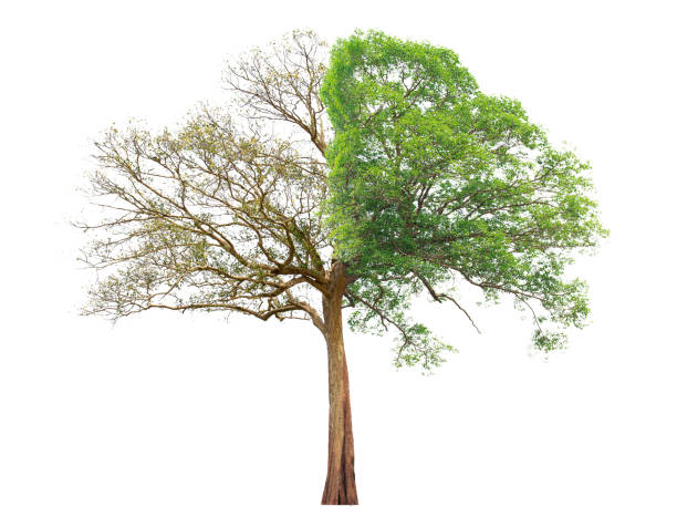 istock Concept of doubleness. Dead tree on one side and living tree on the different side. 1011338722