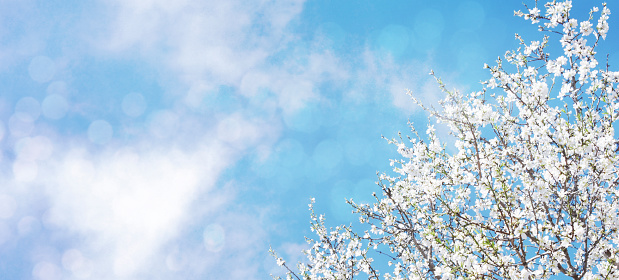 A branch of cherry blossoms. Sunlight through the branches. Spring background.