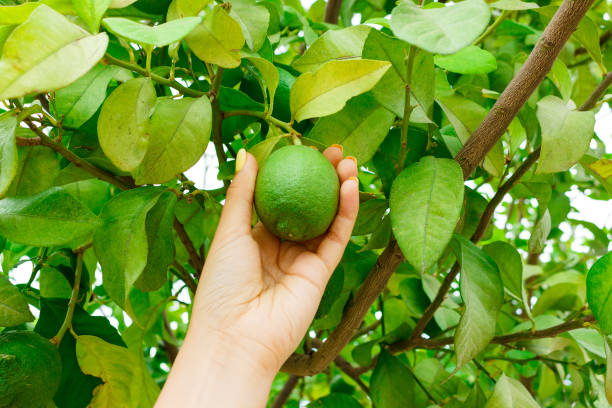 istock girl hand holding green young lemon in lemon tree 1011343344