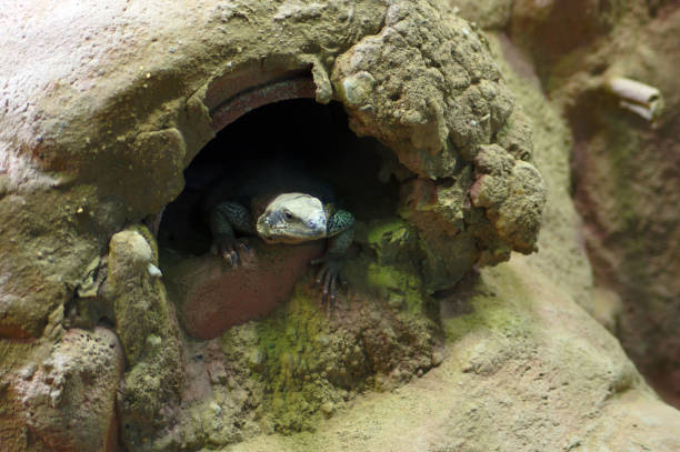 Sudan plated lizard