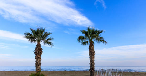 istock Two palm trees grow in the sand under Cyprus blue sky with few fluffy clouds. 1011349876