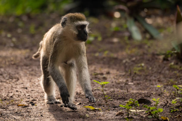 istock Vervet monkey crouching on ground looking right 1011350890