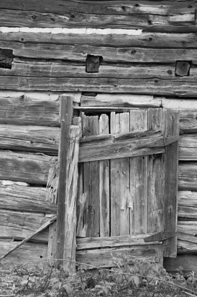 Weathered grungy old log cabin wall with old wooden background wallpaper Weathered grungy old log cabin wall with old wooden door background wallpaper bw roughhewn stock pictures, royalty-free photos & images