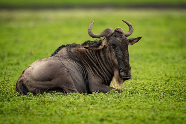 istock White-bearded wildebeest lying on grass turns head 1011361754