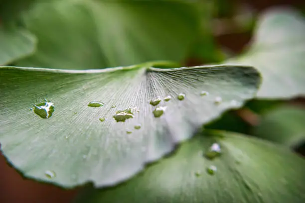 Ginkgo biloba leaves with some dew on top