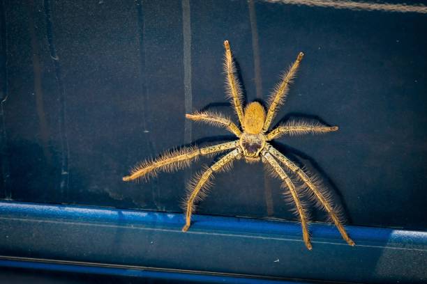 istock Huntsman spider Sparassidae on a car in Australia 1011365176
