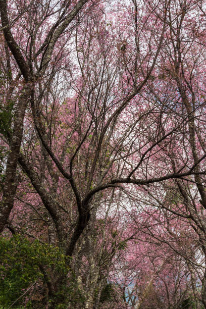 istock Paya serkrong, Prunus cerasoides or Thai cherry blossom 1011365904