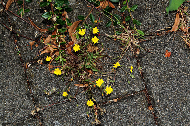 istock Small yellow wild flowers photo 1011366798