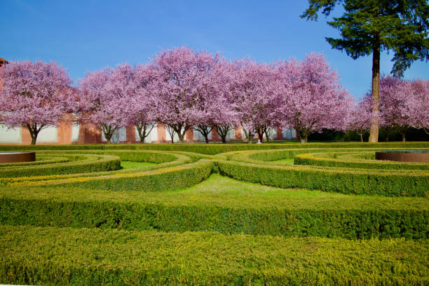 istock Blooming pink trees in a public park 1011372098