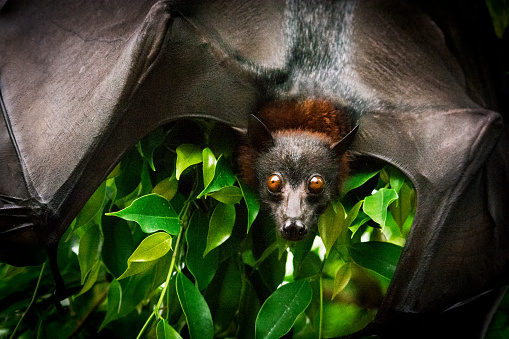 Portrait of Fruit bat (flying fox) with spread wings on the mango tree.