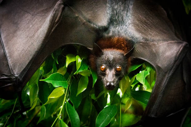 Fruit beats portrait Portrait of Fruit bat (flying fox) with spread wings on the mango tree. fruit bat photos stock pictures, royalty-free photos & images