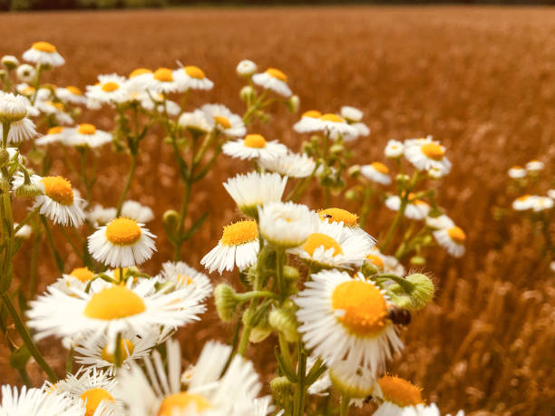 Chamomile Flowers Growing in Wheat Field.