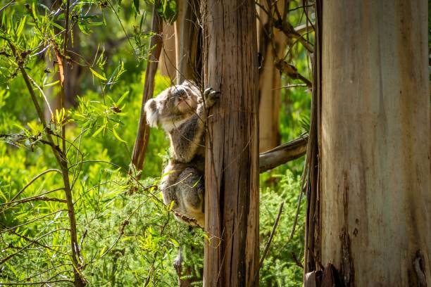 Koala Phascolarctos cinereus climbing on a tree in Australia stock photo