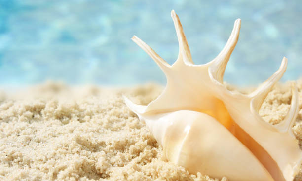 istock Sea shell in wet sand, Travel concept, Vacation time 1011376606