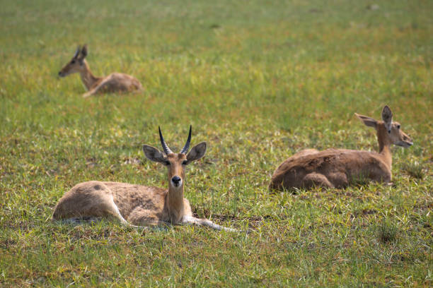 istock Topi antelope goes on savanna plain 1011381162