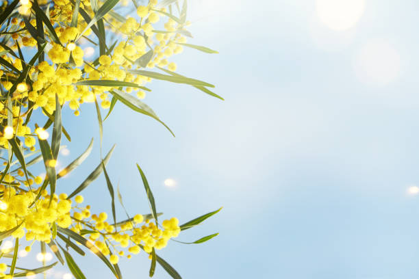 istock Blooming mimosa branches against the sky 1011383516