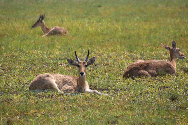 istock Topi antelope goes on savanna plain 1011383578