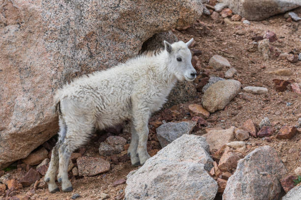 istock Cute Mountain Goat Kid 1011387858
