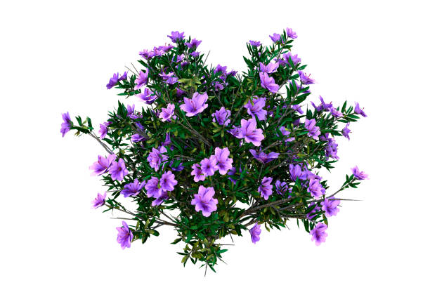 3D illustration rhododendron plant on white