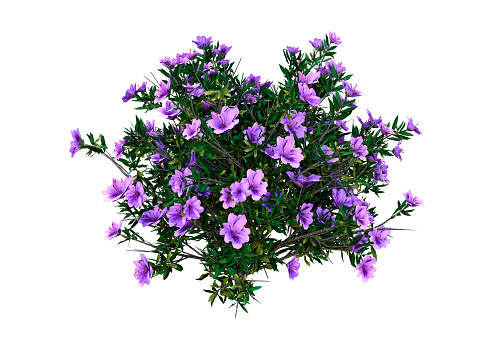 3D rendering of a rhododendron plant with purple flowers isolated on white background
