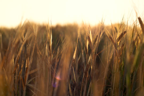 istock Low evening summer sunshine through barley crop, Northwest England. 1011396914