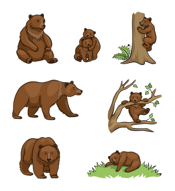 niedźwiedzie brunatne - ilustracja wektorowa - activity animal sitting bear stock illustrations
