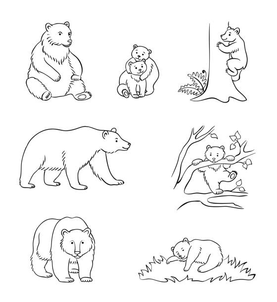 Brown bears in contours - vector illustration vector art illustration