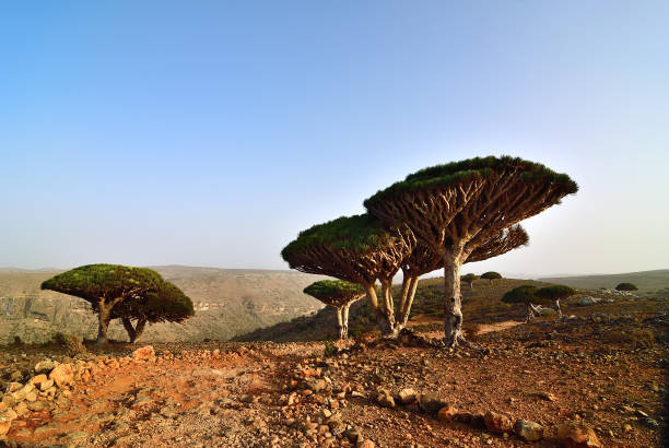 istock Dragon blood trees, Socotra, Yemen 1011404706
