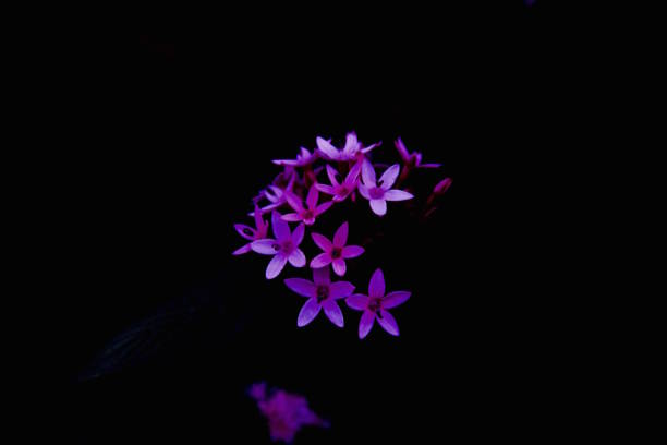 istock Purple Flowers in the Dark 1011408624