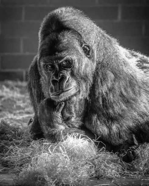 Western Lowland Gorilla at Twycross Zoo