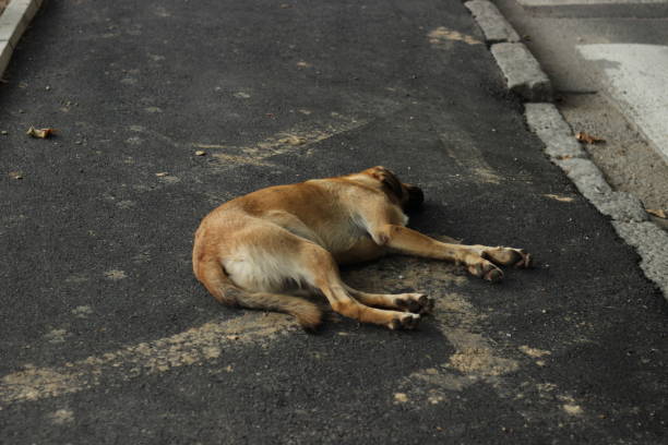 istock Dog sleeping in street 1011416284