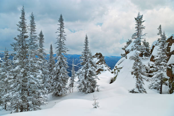 Snowcapped trees at sunrise in winter.