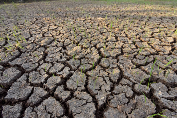 istock The Rice Field After the Drought 1011419196